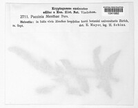 Puccinia menthae image